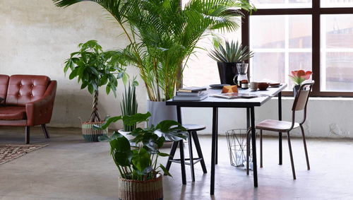 芦荟：净化空气与舒缓压力的双重功效