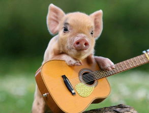 阳光与公正的彰显：猪白羊、 蛇天秤与鸡水瓶