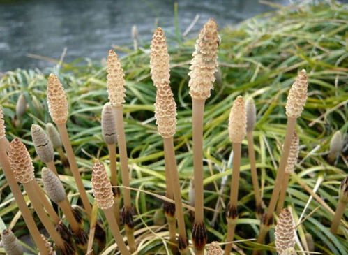 《黄金策》中蚕桑种植的玄学逻辑与农学实践之深度解析