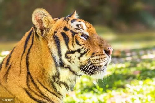 属虎男性在感情中是否重情重义且容易在情感上遭受损失？