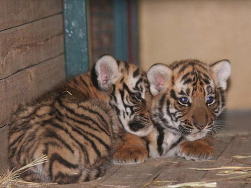 虎宝宝起名时，如何进行详细的分析和考虑？