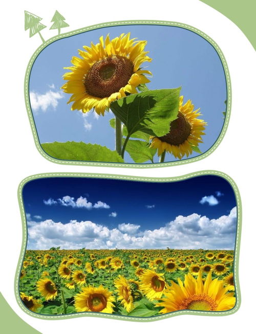 有哪些事物可依用来象征或代表爱情？