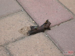 一坨狗屎引发的惊天思考