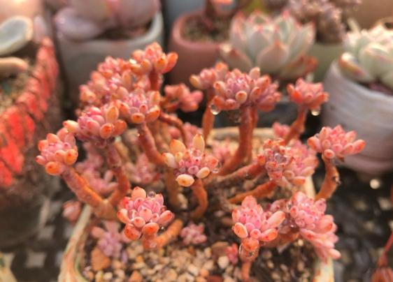 二、2026年农历五月廿七：从黄历及干支角度进行评估