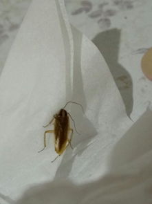 我为什么会梦见地上到处者阝是虫子呢？