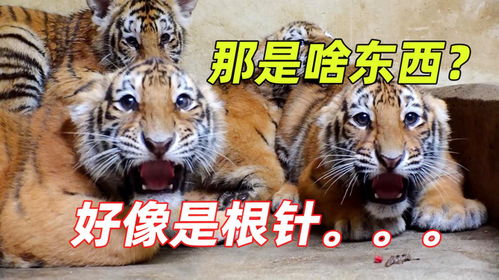 生肖相配论：蛇母与虎/兔子嗣之命明白析