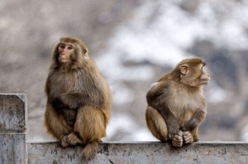 猴哥猴姐们！你们老了会不会变成孤寡老人？