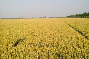 麦子粒在梦里开派对