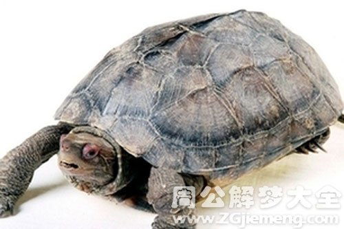 梦见一只巨大的乌龟究竟预示着什么深层的含义呢？