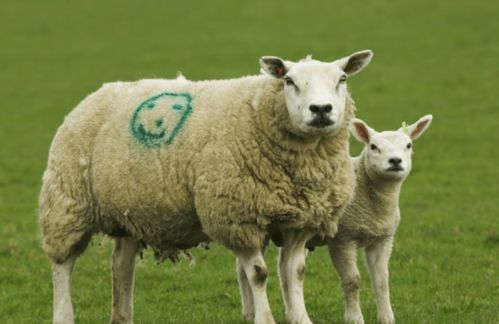 半夜三更装鬼神的生肖动物是什么？