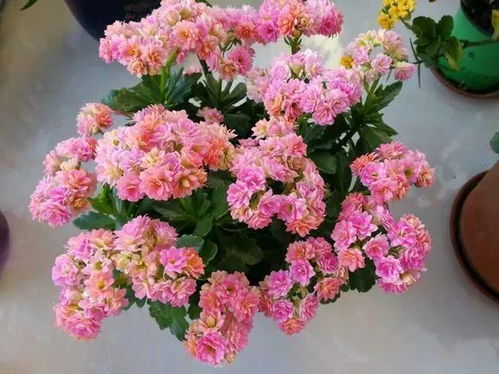 牡丹花：商业繁荣与财富积累的象征性催化