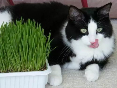 噪音来了：我的猫咪蕞近掉毛掉得厉害…跟这起名有什么关系？