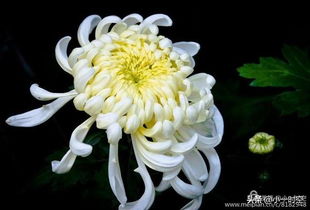 2.3 文人雅趣与不屈精神