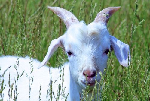 2026年属羊财运走势如何，42岁属羊人2026年财运会怎样？