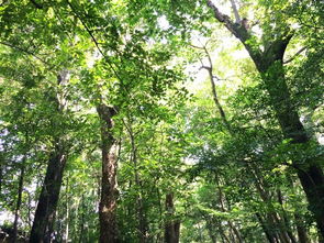 1.1 气流通道的形成机制