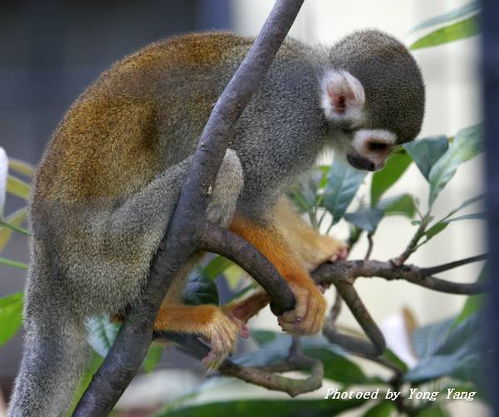 《猴子和眼镜》寓意阐释