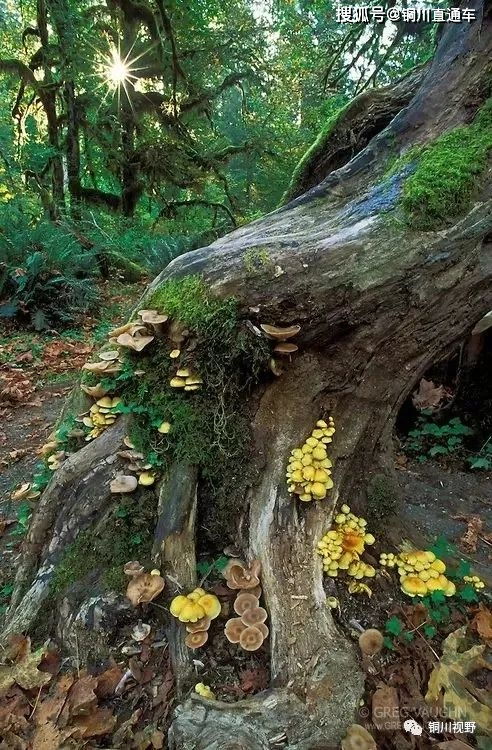 深山长谷和深山老林分别代表哪个生肖？