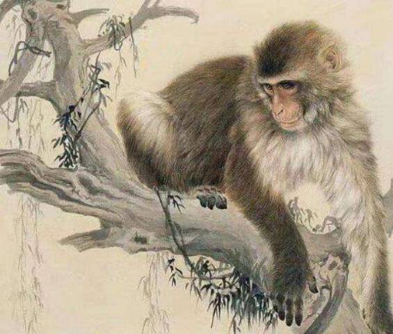 灵猴女性群体：天然活跃与社交敏捷之兼容体制化表征