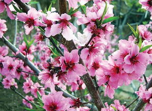 女孩八字中桃花星显，命运如何？如何从八字分析女性桃花运势？