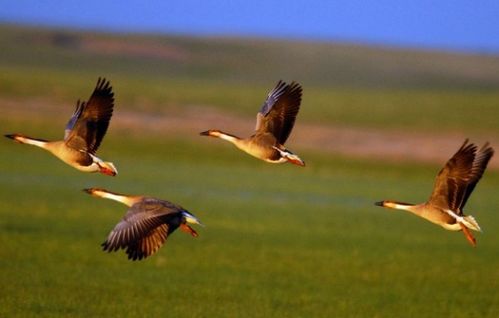 二、  迁徙习性与风水学中的“水”元素解析