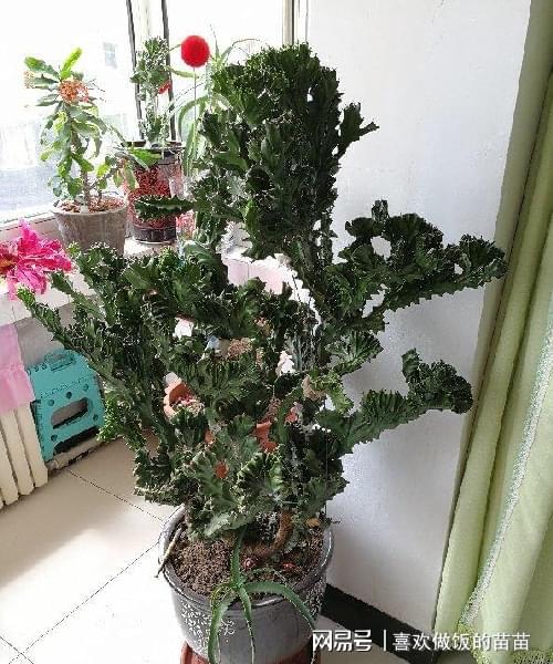 绿植风水功能分析