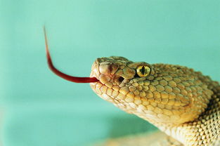 2001年属蛇的人是金蛇命吗？