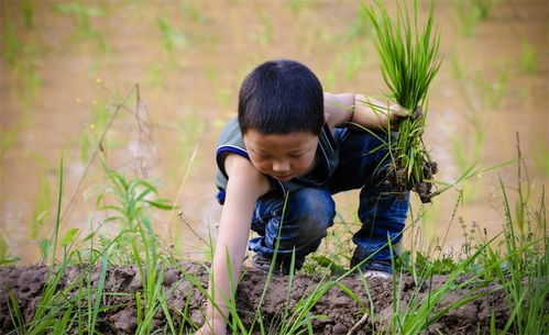 梦见插秧或插秧苗预示着什么含义或象征？