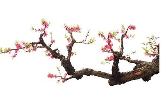 八字合多女命如何看桃花，桃花女算命书有哪些方法？