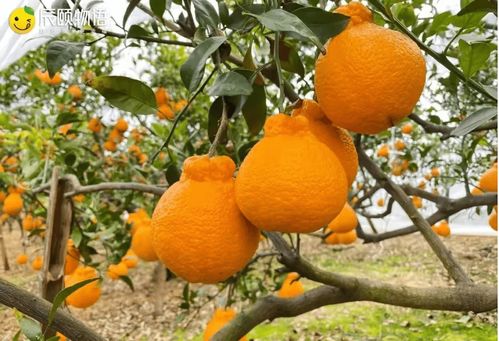 二、丑橘的美学原则：兼顾视觉享受