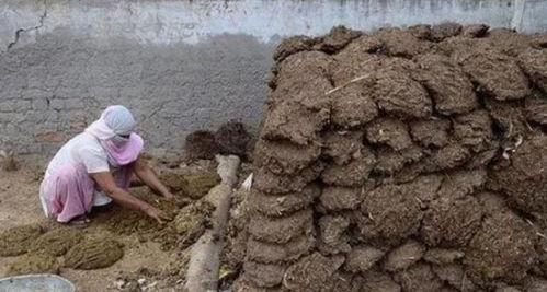 女人梦见牛粪预示着要发财吗？这是真的吗？