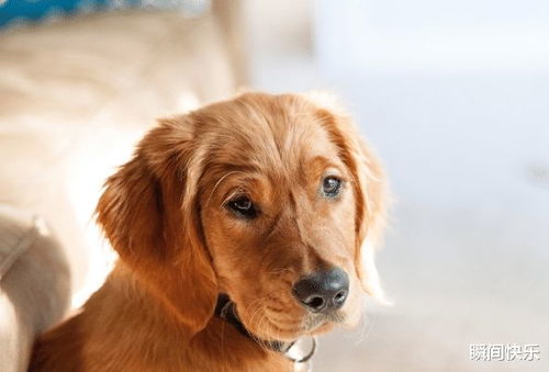 2006年属狗男孩的命运嫩否被，从而开启一生命运的全新篇章？