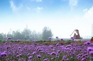 救命！北京薰衣草庄园2026年黄历大凶日千万别去！会倒霉一整年！