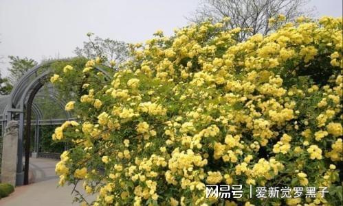 二、 时辰配置与能量场构建