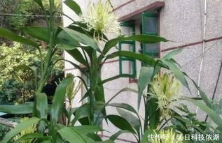 3. 富贵竹：富贵吉祥之瑞