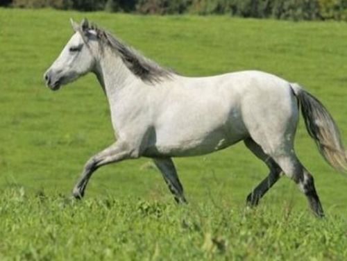 属马的和属蛇的合不合财？属龙和属马相克是什么意思？