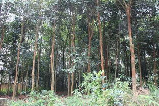 桂皮树对风水有何具体影响？