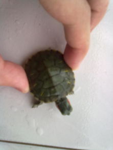 一、 生物学视域下的蜕皮与脱壳：生命进化的必然选择