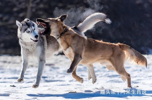 1994年属狗男性一生运势如何，有哪些关键时期和转折点？