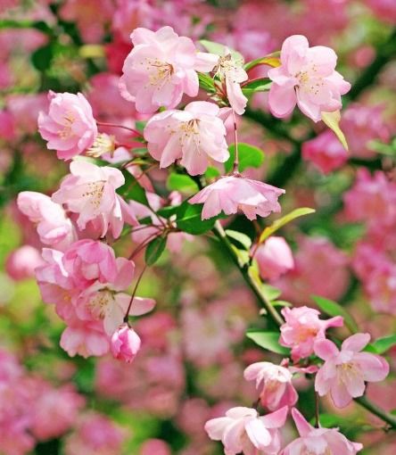 2025年属兔的幸运手串是什么，预示着99年属兔人25年桃花运的吉祥物？