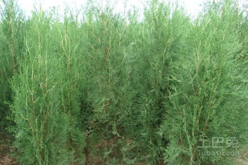 柏树栽植风水如何，适合种植吗？