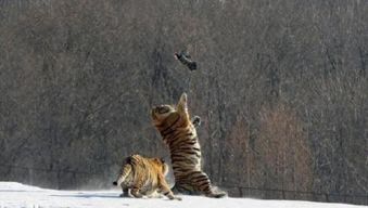 猛虎扑食打一生肖，哪个生肖尾巴特长？