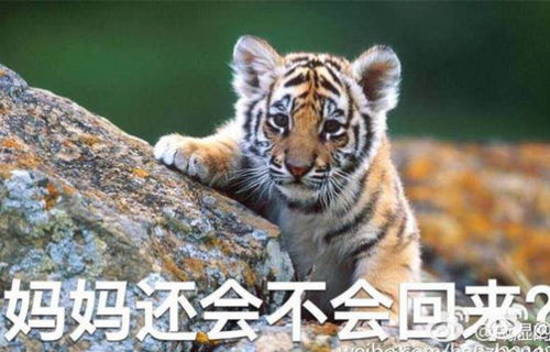 属虎人的手机尾号2是否为吉祥数字？有没有更好的吉祥数字推荐？