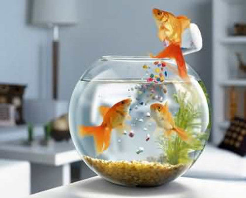 三：养多少条鱼最好?