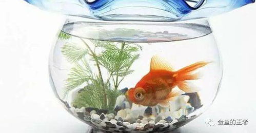 四、 居家微环境中的空间布局策略及其象征性意义阐释