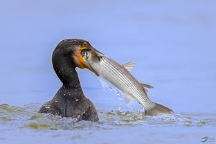 鸬鹚捕鱼是何鸟？