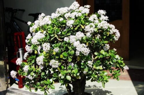 （二）民间传说之澄清：凶兆说法的辨析