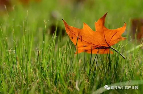 秋代表哪个生肖？一叶知秋的生肖是什么意思？