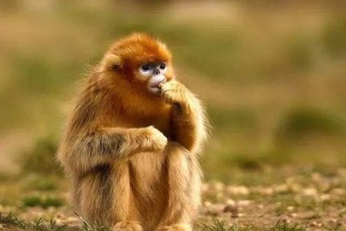 属猴人2026年运势和财运具体如何？