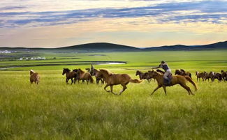 呼伦贝尔大草原：骑马摔跤的故事