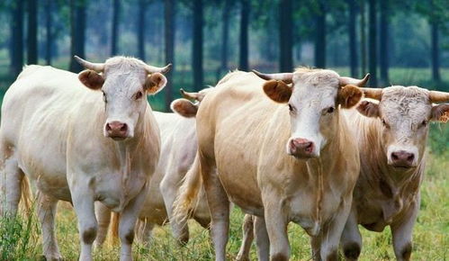 属牛2026年的幸运颜色究竟是什么颜色？